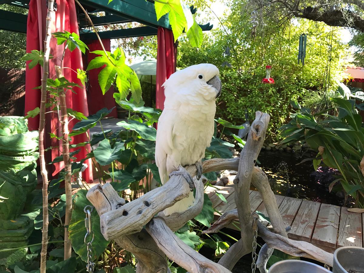 Don'S Elegante Bed & Breakfast Phoenix Extérieur photo